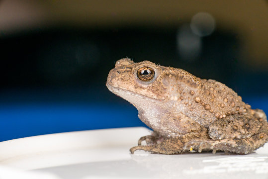 Small brown Asian common Toad (Anura: Bufonidae: Duttaphrynus melanostictus) with bumpy skin sitting and stay still on a bowl isolated with soft and dark blue background
