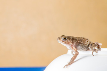 Small brown Asian common Toad (Anura: Bufonidae: Duttaphrynus melanostictus) with bumpy skin ready to jump position on a bowl isolated with brown and soft background