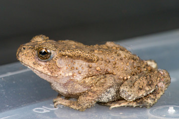 Small brown Asian common Toad (Anura: Bufonidae: Duttaphrynus melanostictus) with bumpy skin sitting and stay still on a tupperware isolated with soft and dark blue background