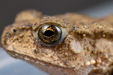 Extreme view of Small brown Asian common Toad (Anura: Bufonidae: Duttaphrynus melanostictus) with bumpy skin