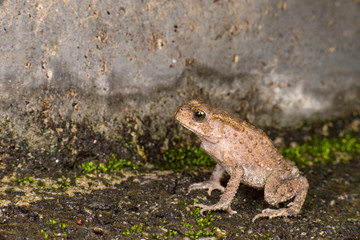 Small brown Asian common Toad (Chordata: Amphibia: Anura: Bufonidae: Duttaphrynus melanostictus) with bumpy skin, sit down and stay still on the ground during the night isolated with dark background