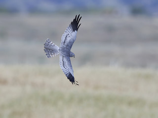 Montagus harrier (Circus pygargus)