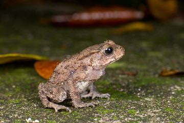 Small brown Asian common Toad (Chordata: Amphibia: Anura: Bufonidae: Duttaphrynus melanostictus) with bumpy skin, sit down and stay still on the ground during the night isolated with dark background