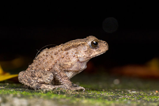 Small brown Asian common Toad (Chordata: Amphibia: Anura: Bufonidae: Duttaphrynus melanostictus) with bumpy skin, sit down and stay still on the ground during the night isolated with dark background