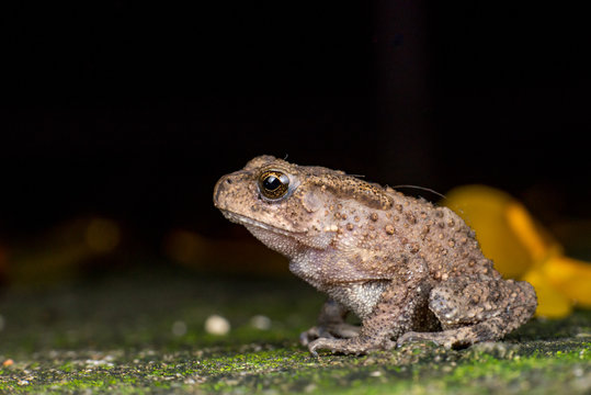 Small brown Asian common Toad (Chordata: Amphibia: Anura: Bufonidae: Duttaphrynus melanostictus) with bumpy skin, sit down and stay still on the ground during the night isolated with dark background