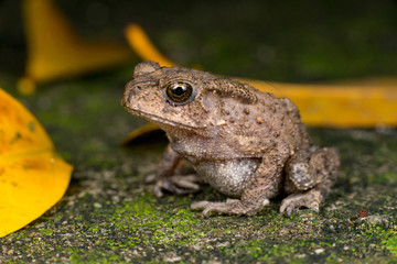 Small brown Asian common Toad (Chordata: Amphibia: Anura: Bufonidae: Duttaphrynus melanostictus) with bumpy skin, sit down and stay still on the ground during the night isolated with dark background