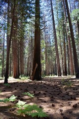 Sequoias at Yosemite National Park California