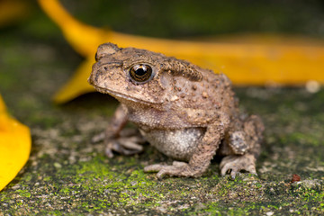 Small brown Asian common Toad (Chordata: Amphibia: Anura: Bufonidae: Duttaphrynus melanostictus) with bumpy skin, sit down and stay still on the ground during the night isolated with dark background