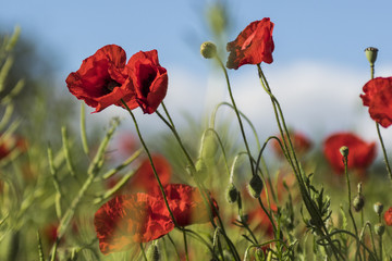 Obraz premium Coquelicots.