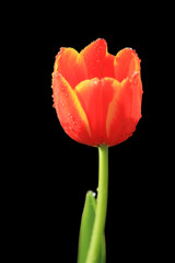 tulips isolated on black background