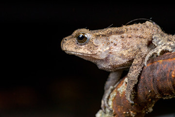 Small brown Asian common Toad (Anura: Bufonidae: Duttaphrynus melanostictus) with bumpy skin, sit down and stay still on a rusty steel rod during the night isolated with black dark background