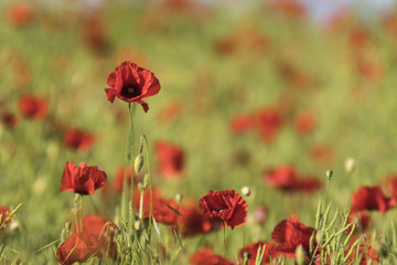 Fototapeta na wymiar Coquelicots.