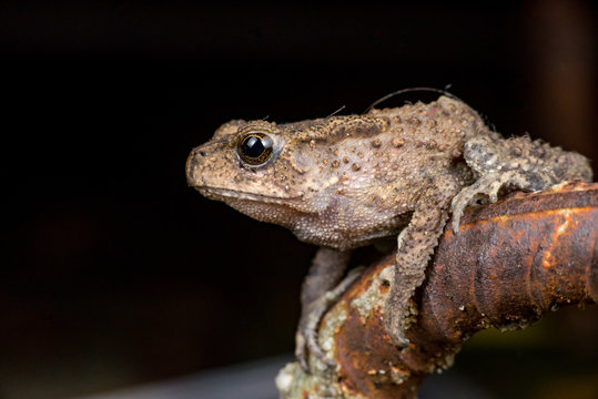 Small brown Asian common Toad (Anura: Bufonidae: Duttaphrynus melanostictus) with bumpy skin, sit down and stay still on a rusty steel rod during the night isolated with black dark background