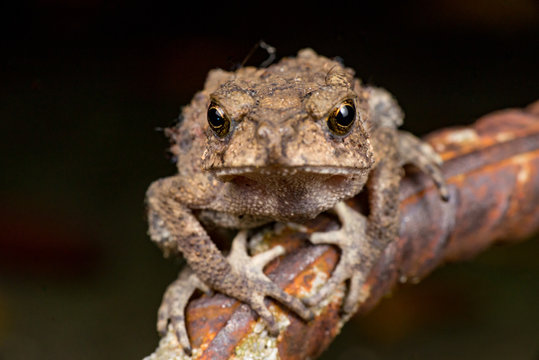 Small brown Asian common Toad (Anura: Bufonidae: Duttaphrynus melanostictus) with bumpy skin, sit down and stay still on a rusty steel rod during the night isolated with black dark background