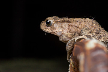 Small brown Asian common Toad (Anura: Bufonidae: Duttaphrynus melanostictus) with bumpy skin, sit down and stay still on a rusty steel rod during the night isolated with black dark background