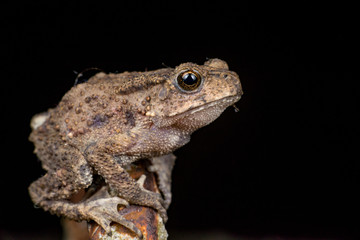 Small brown Asian common Toad (Anura: Bufonidae: Duttaphrynus melanostictus) with bumpy skin, sit down and stay still on a rusty steel rod during the night isolated with black dark background