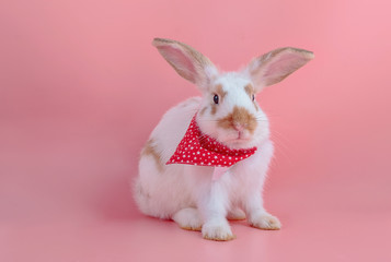 Cute short hair rabbit sitting on pink background