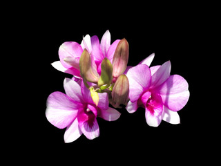 Orchids blooming isolated