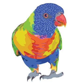 Rainbow Lorikeet Realistic Vector Illustration