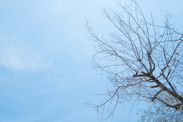 Fototapeta na wymiar Silhouette dead tree branches with blue sky background.