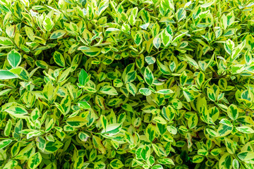 Background of nature