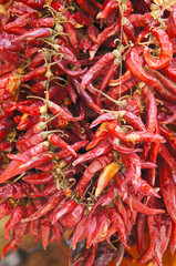 Many dry red paprika pods vertical