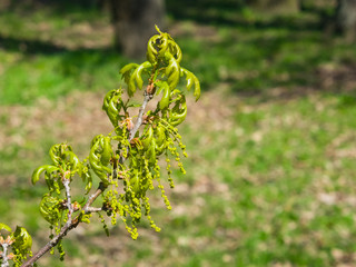 Blossom of English Oak Tree or Quercus robur with male flowers close-up, selective focus, shallow...