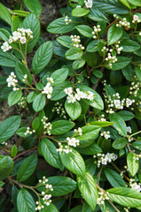 Cotoneaster salicifolius scarlet leader flowers with green foliage
