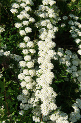 Bridal wreath spirea white flowers with shrub