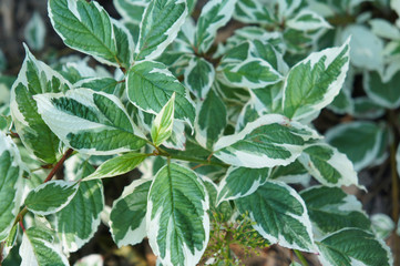 Cornus alba aibirica variegata green and white plant leaves