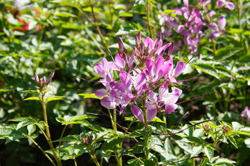 Spider fower or cleome hassleriana pink flowers with green