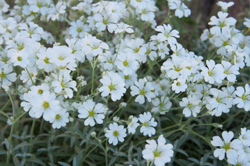 Cerastium tomentosum silver carpet white flowers close up with green