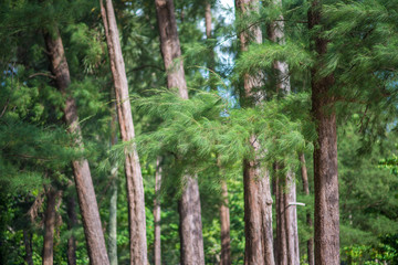 Obraz premium Pine