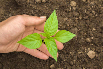 Woman's hand holding hot pepper plant in the greenhouse. Preparations for the garden season in spring.