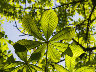 Leaves of horse chestnut tree in sunlight, selective focus, shallow DOF
