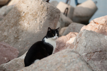 black and white cat sitting among the rocks on the pier