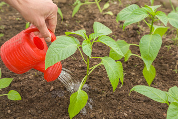 In spring woman's hand carefully watering paprika plant with little watering can in the greenhouse.