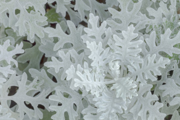 Dustin Miller in nature