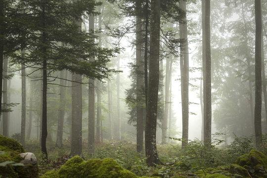 Fototapeta Piękny mglisty las drzewa krajobraz.