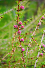 Pink flowers on wood of larch in early spring