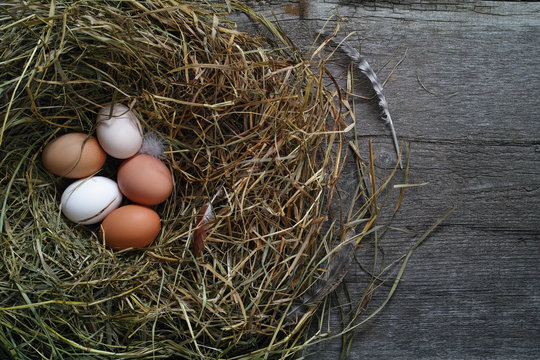 Fresh chicken eggs in a nest in the chicken coop, flat lay.