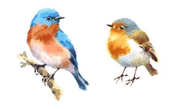 Robin and Bluebird Two Birds Watercolor Hand Painted Illustration Set isolated on white background