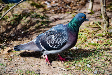 Bird street rock dove on the background of the first grass in the spring