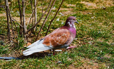 Bird street beige dove on the background of the first grass in the spring