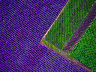 Aerial view of lavender field