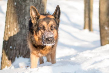 Dog german shepherd in a winter day