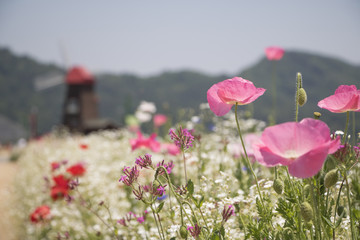 Beautiful poppies in May