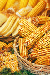 Harvested corn maize crop
