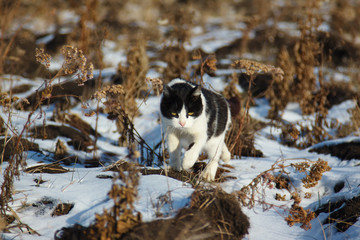 Cat sneaks among the dry grass in the field covered with snow.