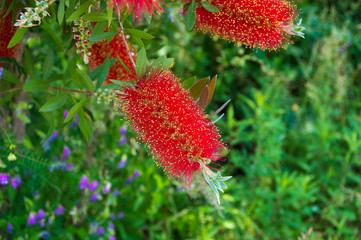 ブラシノキ　花木